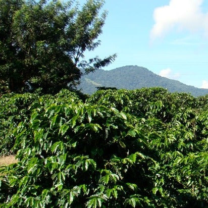 Costa Rica La Isabella