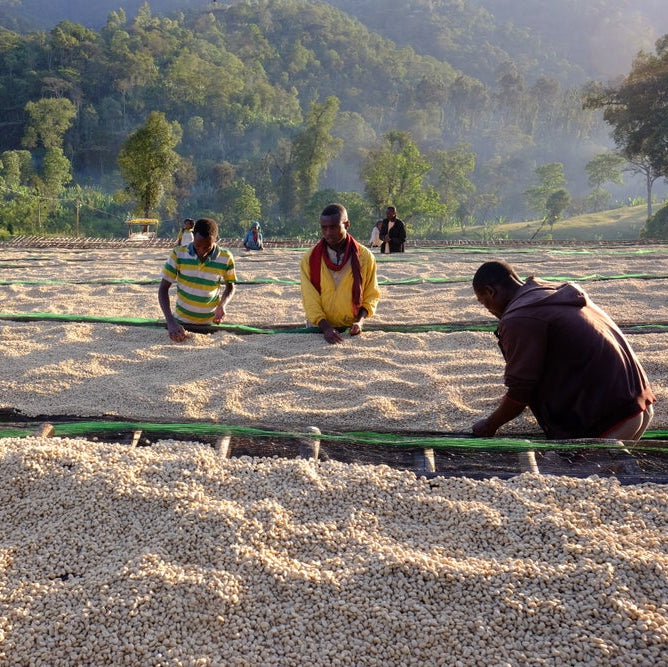 Ethiopia Halo Bariti