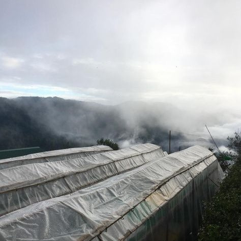 Kalsada Benguet Sitio Kisbong