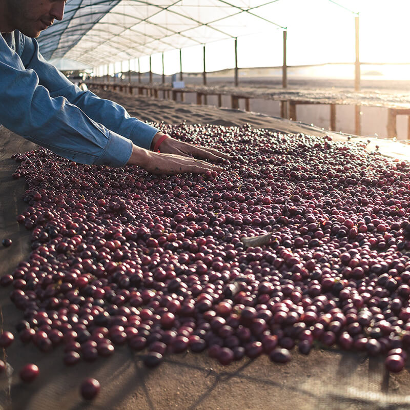 Sleepyhead Decaf - Coffee Blend | Plain Sight Coffee Philippines