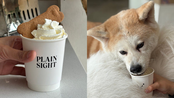 Plain Sight Coffee Hosts Take Your Dog To Work Day With Pawsitively Delicious Treats