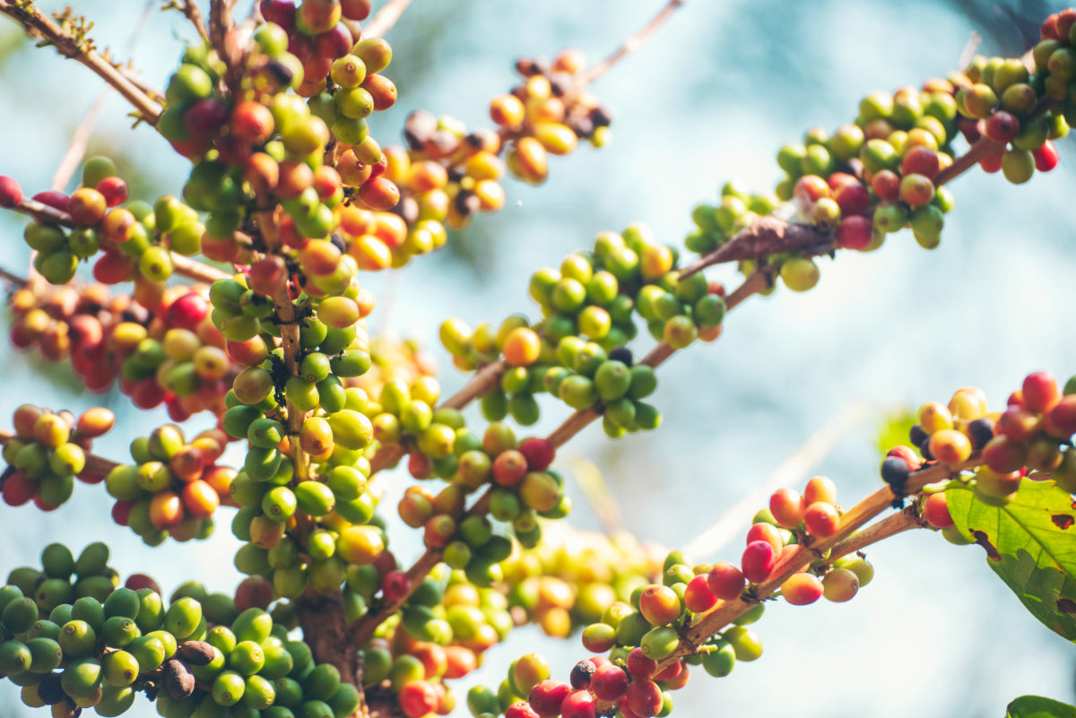 What are Coffee Varietals?