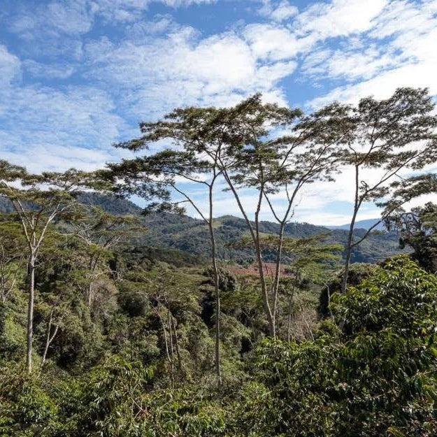 Papua New Guinea Arufa Estate